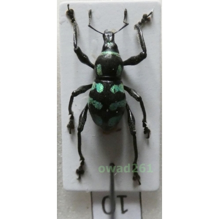 Metapocyrtus lindabonus W.Schultze, 1922 male Philippines10